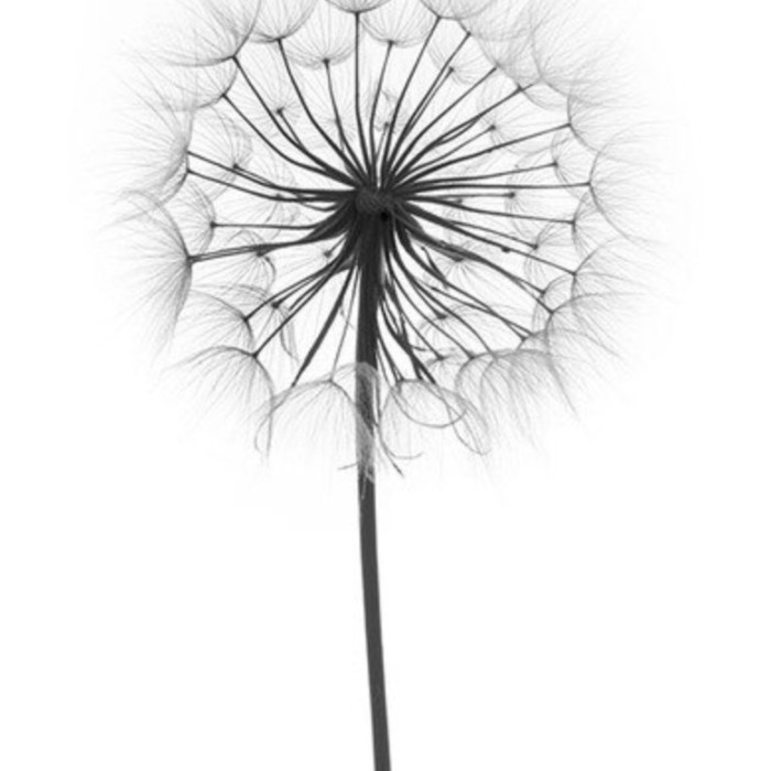 Posters artistiques plume, love, pissenlit